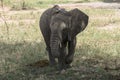 African Bush elephant