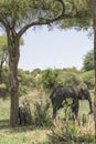 African Bush elephant family Royalty Free Stock Photo