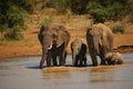 African bush elephant family Loxodonta africana drinking water from the lake in evening sun. Mothers love. Royalty Free Stock Photo