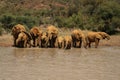 African bush elephant family Loxodonta africana drinking water from the lake in evening sun. Mothers love. Royalty Free Stock Photo