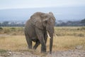 African Bush Elephant Royalty Free Stock Photo