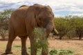 African Bush Elephant in the grassland of Etosha National Park, Namibia