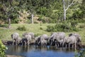 African bush elephant in Kruger National park, South Africa Royalty Free Stock Photo