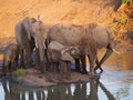 African bush elephant