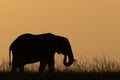 African bush elephant on horizon at dusk