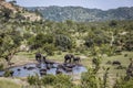 African bush elephant in Kruger National park, South Africa Royalty Free Stock Photo