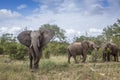 African bush elephant in Kruger National park, South Africa Royalty Free Stock Photo