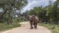 African bush elephant in Kruger National park, South Africa Royalty Free Stock Photo