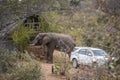 African bush elephant in Kruger National park, South Africa