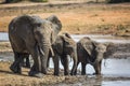 African bush elephant in Kruger National park, South Africa Royalty Free Stock Photo