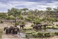 African bush elephant in Kruger National park, South Africa Royalty Free Stock Photo