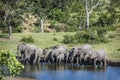 African bush elephant in Kruger National park, South Africa Royalty Free Stock Photo