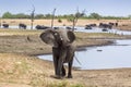 African bush elephant in Kruger National park, South Africa Royalty Free Stock Photo