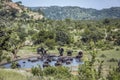 African bush elephant in Kruger National park, South Africa Royalty Free Stock Photo