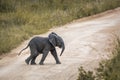 African bush elephant in Kruger National park, South Africa Royalty Free Stock Photo