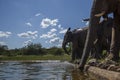 African bush elephant in Kruger National park, South Africa Royalty Free Stock Photo