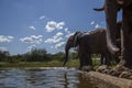 African bush elephant in Kruger National park, South Africa Royalty Free Stock Photo