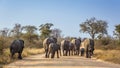 African bush elephant in Kruger National park, South Africa Royalty Free Stock Photo