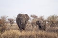 African bush elephant in Kruger National park, South Africa Royalty Free Stock Photo