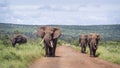 African bush elephant in Kruger National park, South Africa Royalty Free Stock Photo