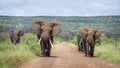 African bush elephant in Kruger National park, South Africa Royalty Free Stock Photo