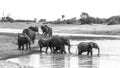 African bush elephant in Kruger National park, South Africa Royalty Free Stock Photo