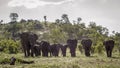 African bush elephant in Kruger National park, South Africa Royalty Free Stock Photo