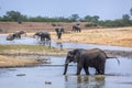 African bush elephant in Kruger National park, South Africa Royalty Free Stock Photo