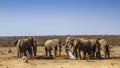 African bush elephant in Kruger National park, South Africa Royalty Free Stock Photo