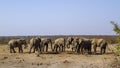 African bush elephant in Kruger National park, South Africa Royalty Free Stock Photo