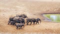 African bush elephant in Kruger National park, South Africa Royalty Free Stock Photo