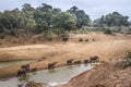 African bush elephant in Kruger National park, South Africa Royalty Free Stock Photo