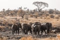 African bush elephant in Kruger National park, South Africa Royalty Free Stock Photo