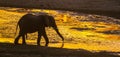 African bush elephant in Kruger National park, South Africa Royalty Free Stock Photo