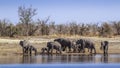 African bush elephant in Kruger National park, South Africa