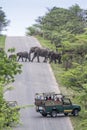 African bush elephant in Kruger National park, South Africa Royalty Free Stock Photo