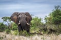 African bush elephant in Kruger National park, South Africa Royalty Free Stock Photo