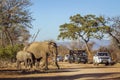 African bush elephant in Kruger National park, South Africa