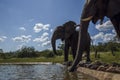 African bush elephant in Kruger National park, South Africa Royalty Free Stock Photo