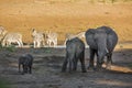 African bush elephant in Kruger National park, South Africa Royalty Free Stock Photo