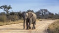 African bush elephant in Kruger National park, South Africa Royalty Free Stock Photo