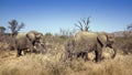 African bush elephant in Kruger National park Royalty Free Stock Photo