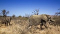 African bush elephant in Kruger National park Royalty Free Stock Photo