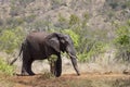 African bush elephant in Kruger National park Royalty Free Stock Photo