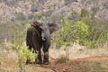 African bush elephant in Kruger National park Royalty Free Stock Photo