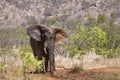 African bush elephant in Kruger National park Royalty Free Stock Photo