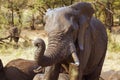 African bush elephant in Kruger National park