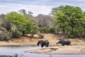 African bush elephant in Kruger National park