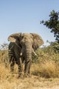 African bush elephant in Kruger Park, South Africa Royalty Free Stock Photo