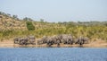 African bush elephant in Kruger Park, South Africa